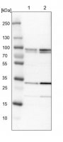 Anti-NAA35 antibody produced in rabbit 