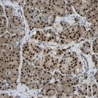 Anti-NANS antibody produced in rabbit 