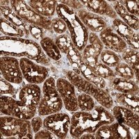 Anti-NAP1L1 antibody produced in rabbit 