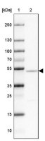 Anti-NAP1L2 antibody produced in rabbit HPA057065-100UL