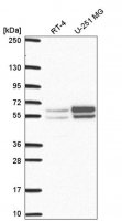 Anti-NAP1L2 antibody produced in rabbit HPA054050-100UL