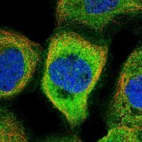 Anti-NARFL antibody produced in rabbit