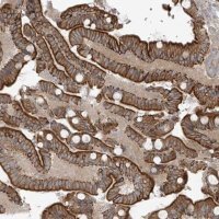 Anti-NAV3 antibody produced in rabbit