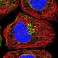 Anti-NBAS antibody produced in rabbit 