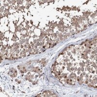 Anti-NCAPD2 antibody produced in rabbit HPA037363-100UL