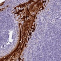 Anti-NCCRP1 antibody produced in rabbit