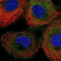 Anti-NCK1 antibody produced in rabbit