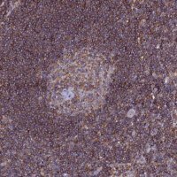 Anti-NCKAP1L antibody produced in rabbit 