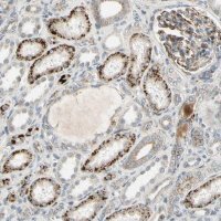Anti-NDFIP1 antibody produced in rabbit HPA009682-100UL
