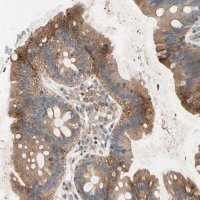 Anti-NDFIP2 antibody produced in rabbit