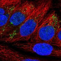 Anti-NDFIP2 antibody produced in rabbit