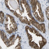 Anti-NDRG3 antibody produced in rabbit HPA018256-100UL