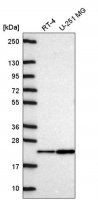 Anti-NDUFA11 antibody produced in rabbit HPA072209-100UL