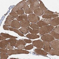 Anti-NDUFA13 antibody produced in rabbit 