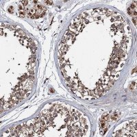 Anti-NDUFA13 antibody produced in rabbit 