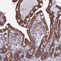 Anti-NDUFA5 antibody produced in rabbit 