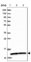 Anti-NDUFA5 antibody produced in rabbit 