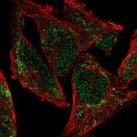 Anti-NDUFA9 antibody produced in rabbit HPA073212-100UL