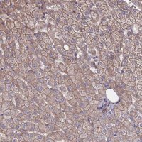 Anti-NDUFAF6 antibody produced in rabbit 