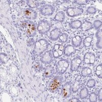 Anti-NDUFAF8 antibody produced in rabbit 