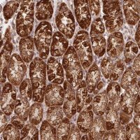 Anti-NDUFS6 antibody produced in rabbit