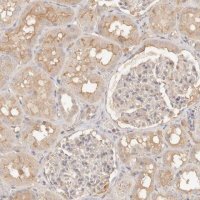 Anti-NECAP2 antibody produced in rabbit HPA028077-100UL