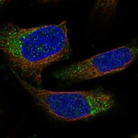 Anti-NECAP2 antibody produced in rabbit HPA028077-100UL