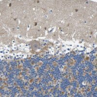 Anti-NEGR1 antibody produced in rabbit 