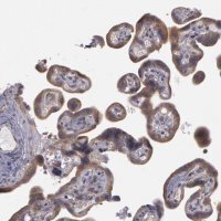 Anti-NEK9 antibody produced in rabbit 