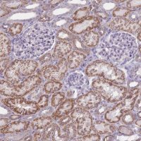 Anti-NELL1 antibody produced in rabbit 