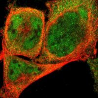 ANTI-NEMF antibody produced in rabbit 