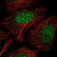 Anti-NENF antibody produced in rabbit 