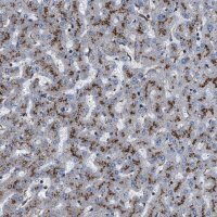 Anti-NEU1 antibody produced in rabbit