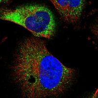 Anti-NEURL1B antibody produced in rabbit 