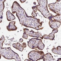 Anti-NF1 antibody produced in rabbit 