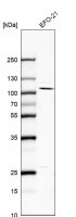 Anti-NFE2L1 antibody produced in rabbit