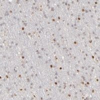 Anti-NFIB antibody produced in rabbit