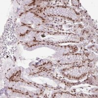 Anti-NFYA antibody produced in rabbit 