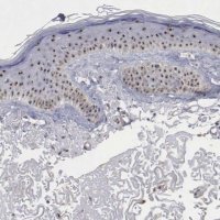 Anti-NGDN antibody produced in rabbit 