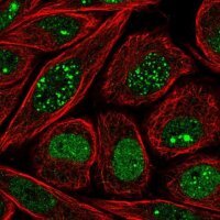 Anti-NHLH2 antibody produced in rabbit 