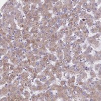 Anti-NIPSNAP1 antibody produced in rabbit HPA059227-100UL