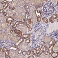Anti-NIPSNAP3A antibody produced in rabbit