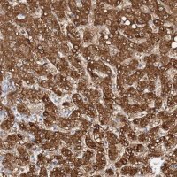 Anti-NIT2 antibody produced in rabbit