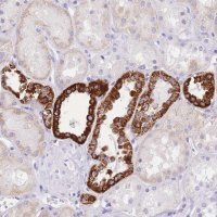 Anti-NKD2 antibody produced in rabbit 