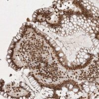 Anti-NKX3-2 antibody produced in rabbit 