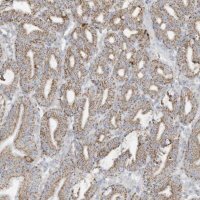 Anti-NLN antibody produced in rabbit
