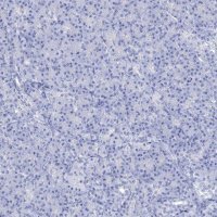 Anti-NLRP14 antibody produced in rabbit 