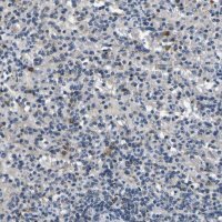 Anti-NLRP3 antibody produced in rabbit