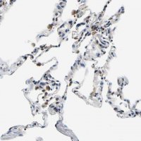 Anti-NLRP3 antibody produced in rabbit