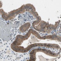 Anti-NMI antibody produced in rabbit